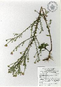 Image of Symphyotrichum moranense