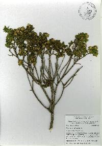 Baccharis conferta image