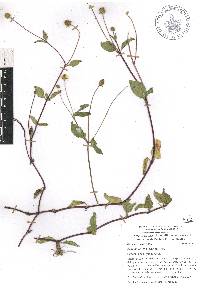 Acmella repens image