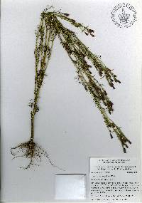 Tagetes coronopifolia image