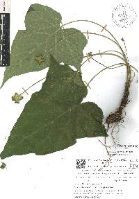 Dorstenia contrajerva image