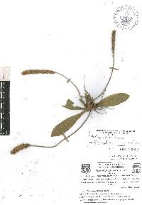 Plantago australis image