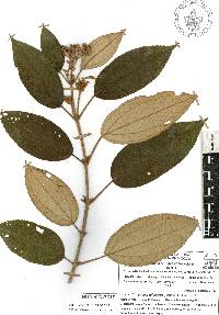 Miconia xalapensis image