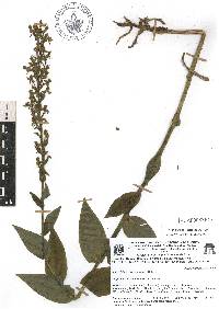 Habenaria strictissima image