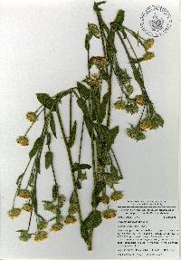 Heterotheca inuloides image