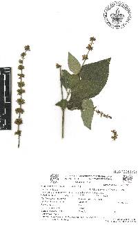 Salvia longispicata image