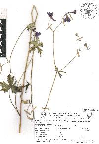 Delphinium bicornutum image