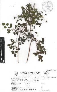 Thalictrum gibbosum image