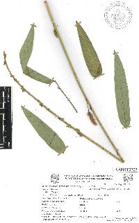 Desmodium macrostachyum image