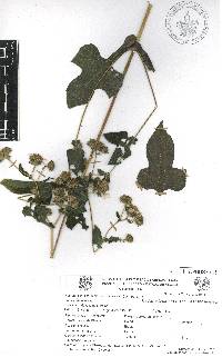 Simsia amplexicaulis image