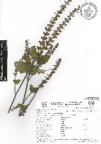 Salvia tiliifolia image