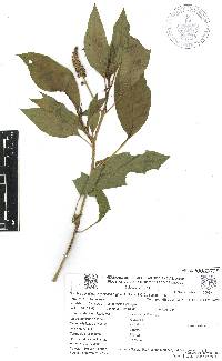 Phytolacca rugosa image