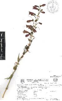 Penstemon campanulatus image