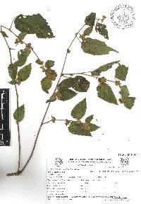 Melochia nodiflora image