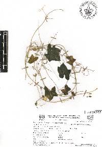 Echinopepon gemellus image