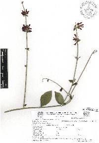 Russelia sarmentosa image