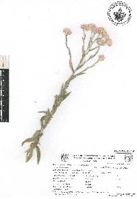 Pseudognaphalium roseum image