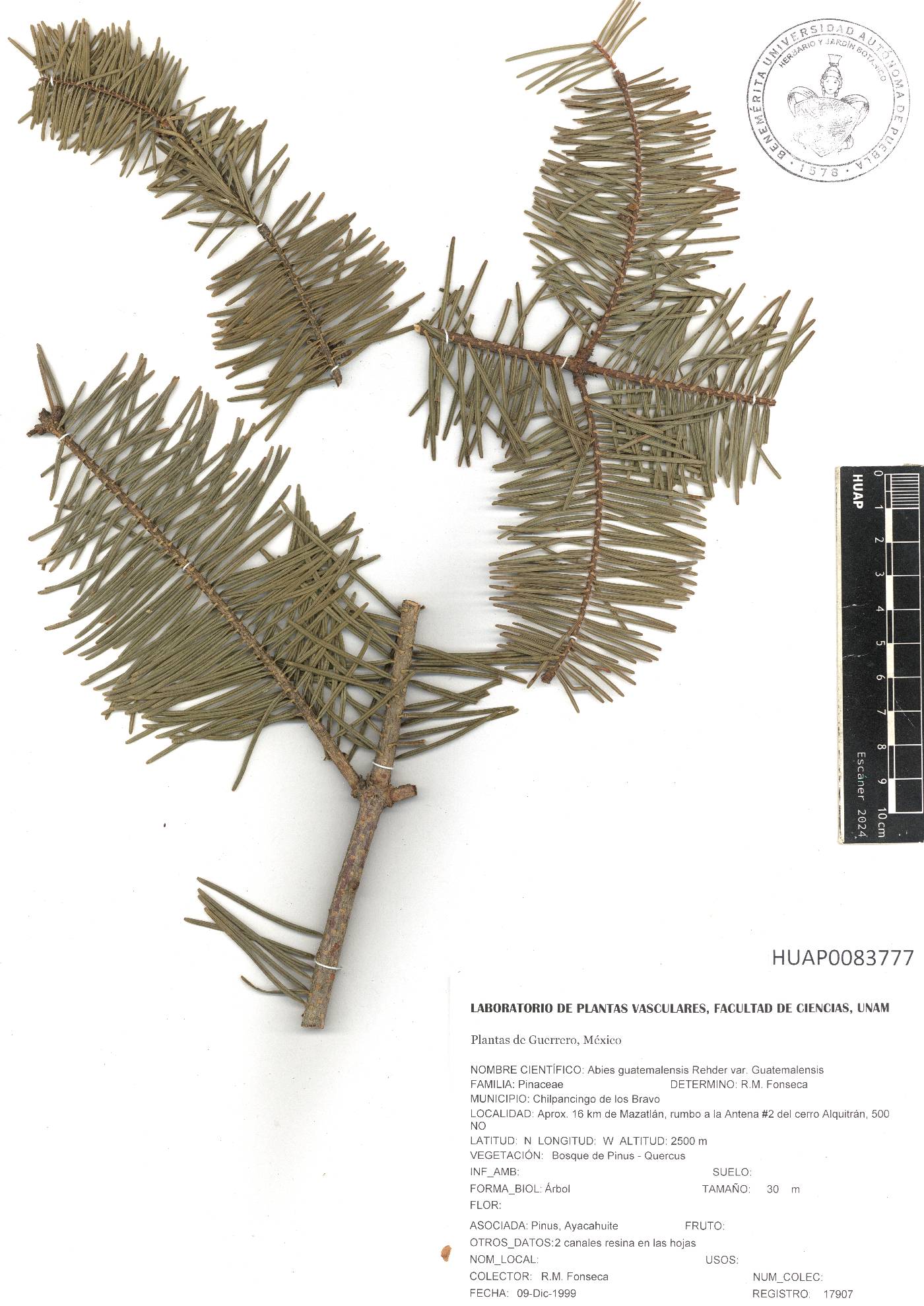Abies guatemalensis var. guatemalensis image