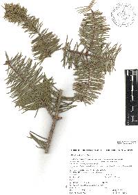 Abies guatemalensis var. guatemalensis image