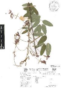 Desmodium bellum image