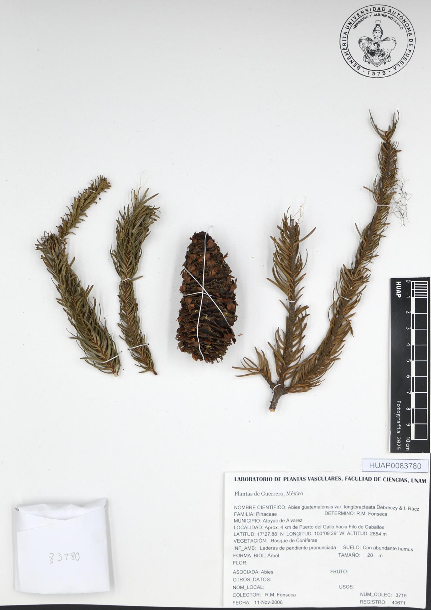 Abies guatemalensis var. guatemalensis image