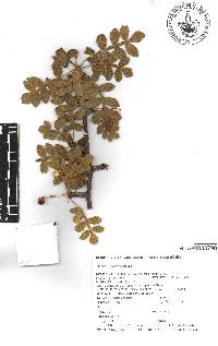 Bursera glabrifolia image