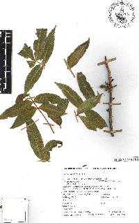 Bursera lancifolia image