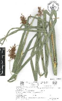 Rhynchospora aristata image