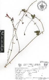 Ipomoea hederifolia image