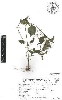 Galinsoga parviflora image