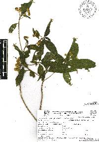 Lippia myriocephala image