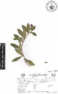 Oenothera deserticola image