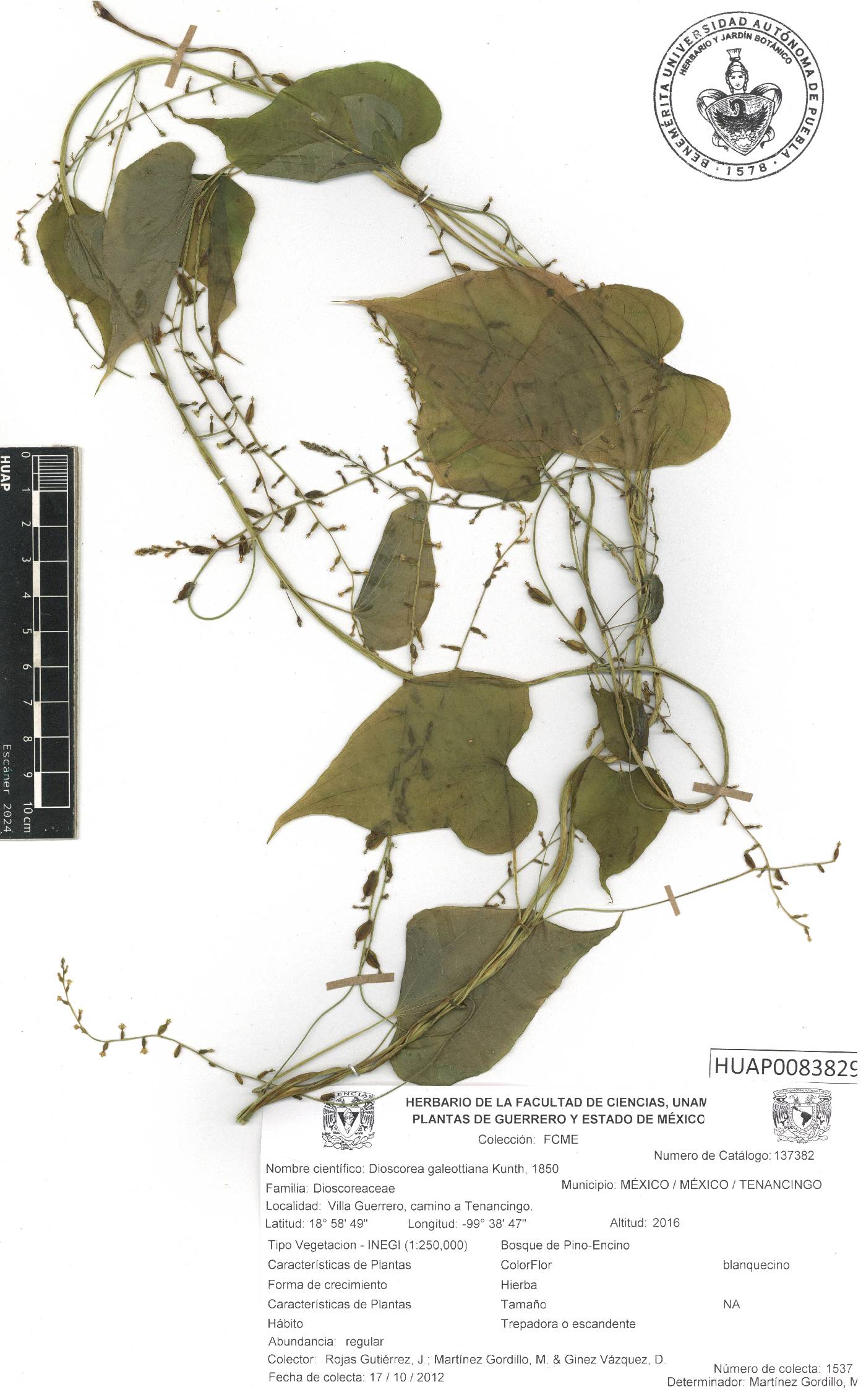 Dioscorea galeottiana image