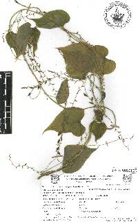 Dioscorea galeottiana image