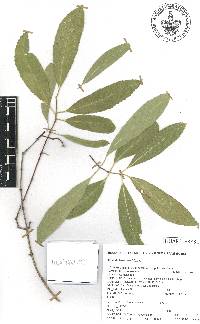 Pristimera celastroides image