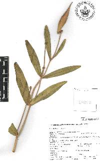 Asclepias glaucescens image