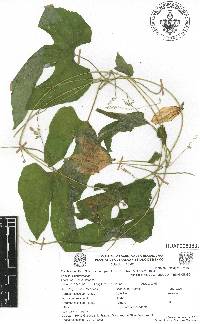 Schizocarpum parviflorum image