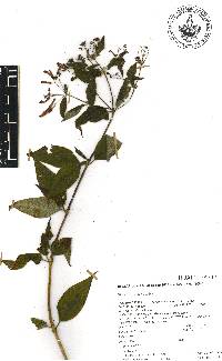 Bouvardia hintoniorum image