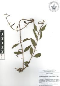 Struthanthus deppeanus image
