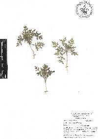 Euphrosyne partheniifolia image