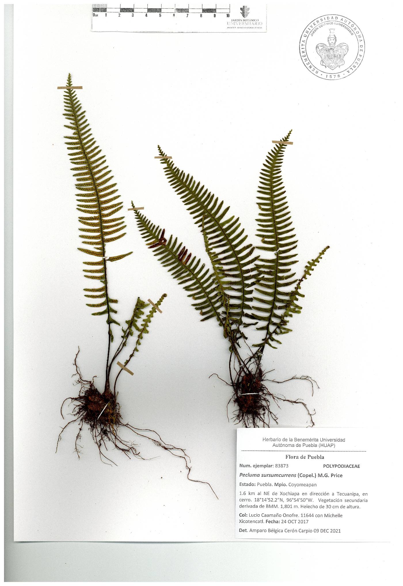 Pecluma sursumcurrens image