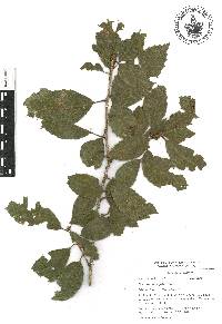 Quercus corrugata image