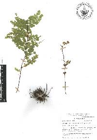 Adiantum concinnum image