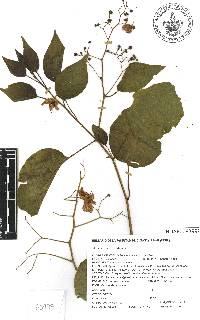 Solanum dulcamaroides image