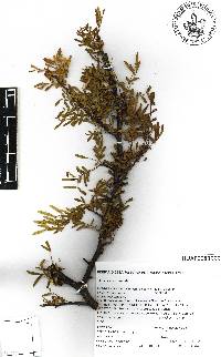 Bursera toledoana image