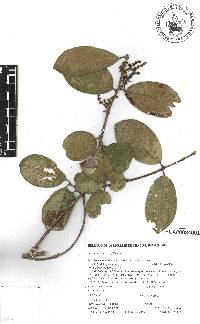 Bunchosia lindeniana image