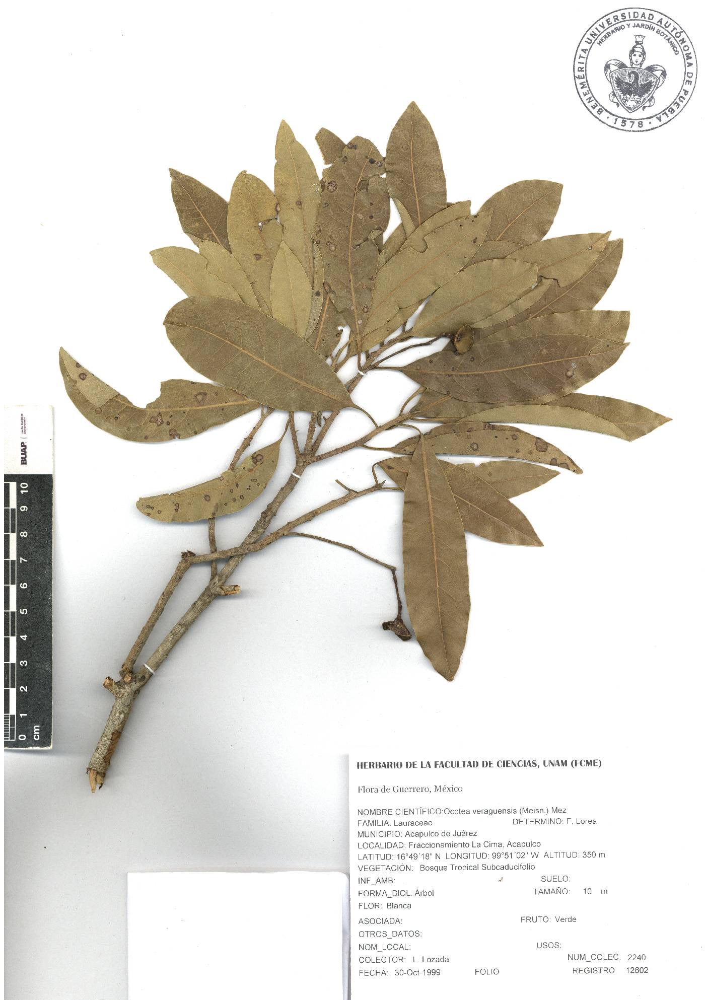 Ocotea veraguensis image