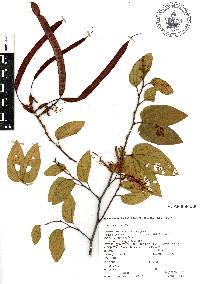 Bauhinia ungulata image