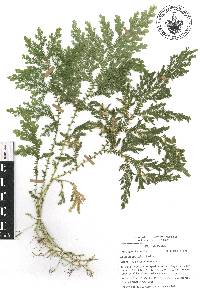 Selaginella stellata image