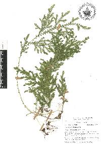 Selaginella stellata image